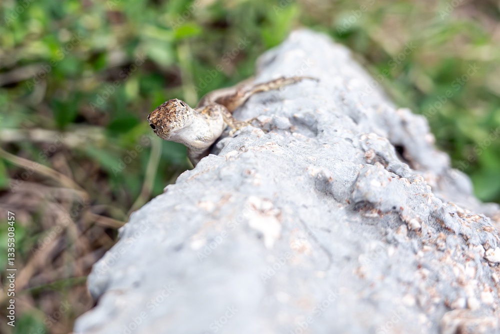 Cuban brown anole (anolis sagrei) lizard in Cuba, shallow DoF