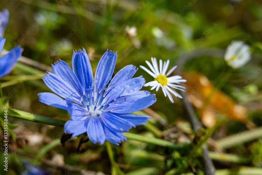 Blue Common chicory (Cichorium intybus) flower on meadow