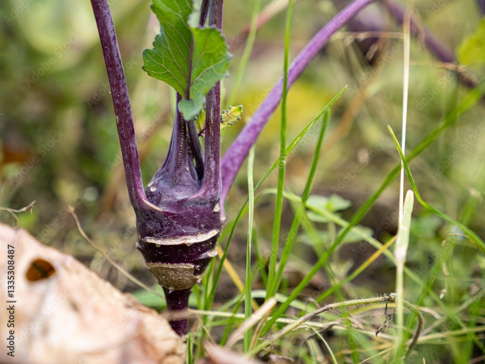 Wild cabbage plant (brassica oleracea) purple bulb in garden