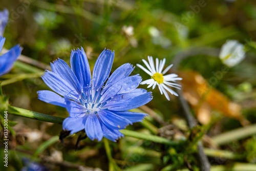 Blue Common chicory (Cichorium intybus) flower on meadow