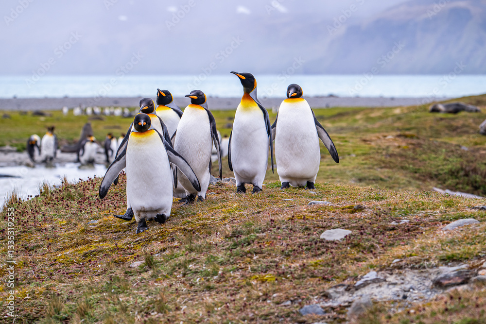 Obraz premium Photographing penguin colony in Fortuna Bay, South Georgia