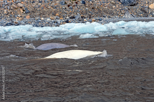 Obraz na plátně Adult and Young Beluga Whale Swimming on a Remote Arctic Coast