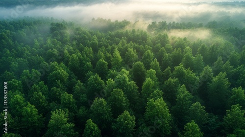 Breathtaking Treetop View of Lush Green Sea of Trees in Mist