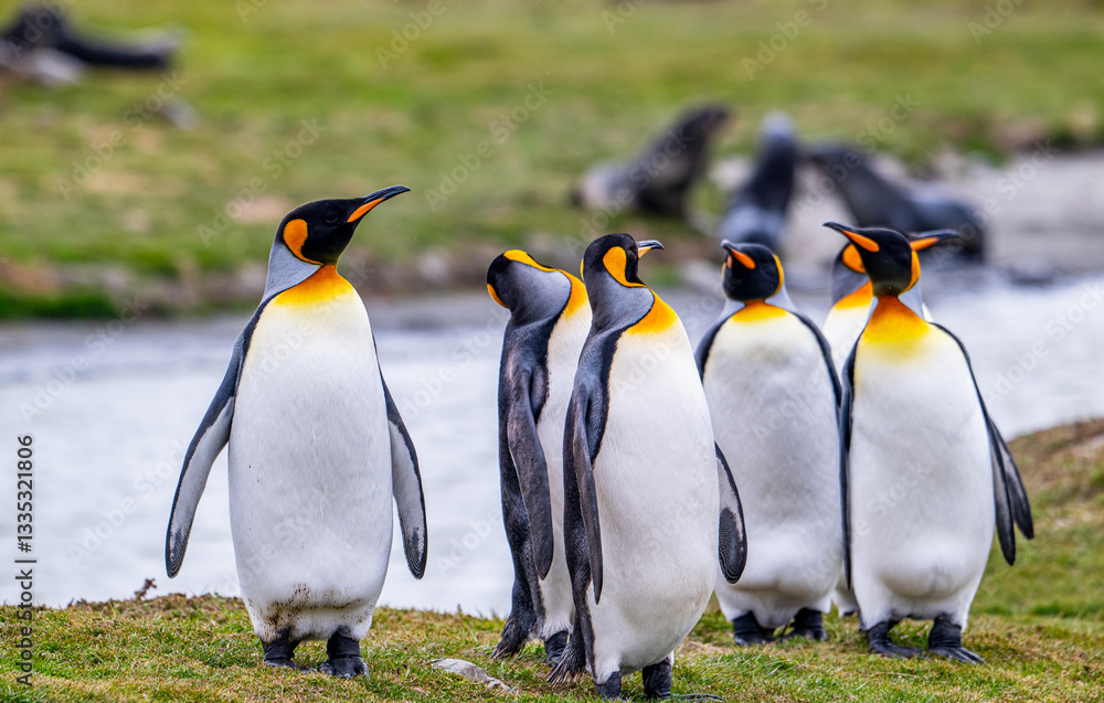 Obraz premium Photographing penguin colony in Fortuna Bay, South Georgia