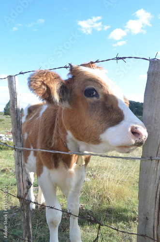 cow in the farm