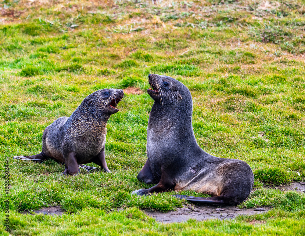 Fototapeta premium Photographing fur seals of Fortuna bay, South Georgia