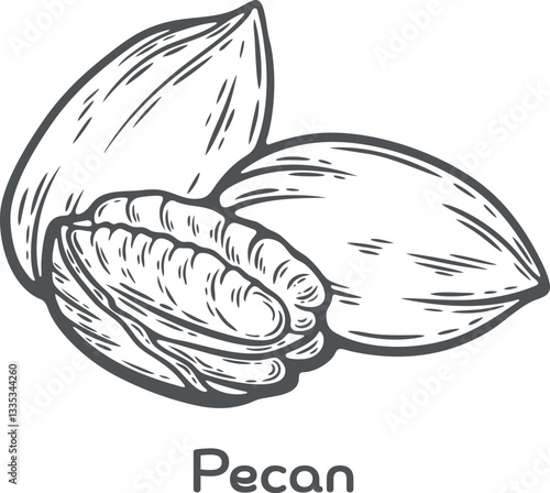 Pecan nut seed food ingredient organic cosmetics treatment component