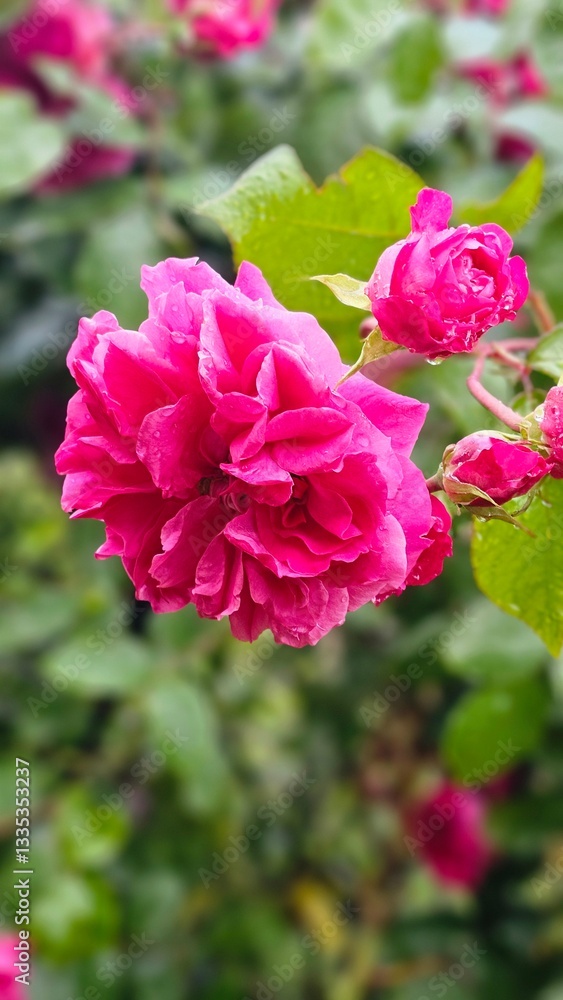 pink rose in garden pink rose in garden