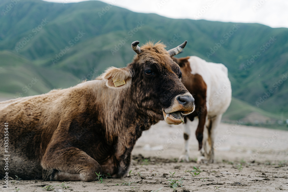 Cattle in the serene landscape of Kyrgyzstan highlights rural life and natural beauty in the mountains Cattle in the serene landscape of Kyrgyzstan highlights rural life and natural beauty in the mountains