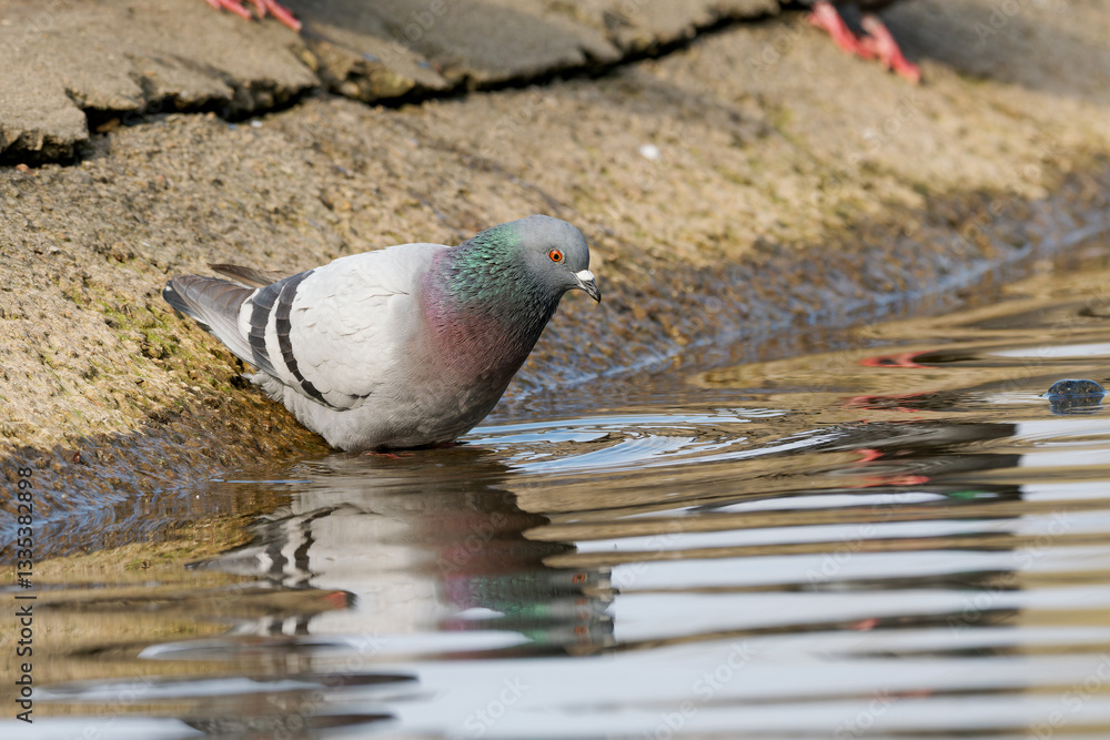Fototapeta premium Pigeon biset au bord de l'eau