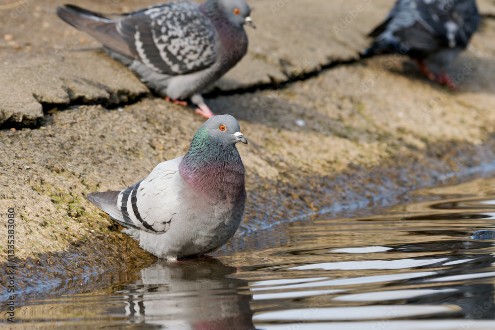 Fototapeta premium Pigeon biset au bord de l'eau