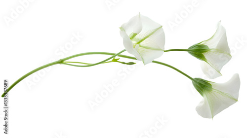 Delicate White Flowers with Green Stems