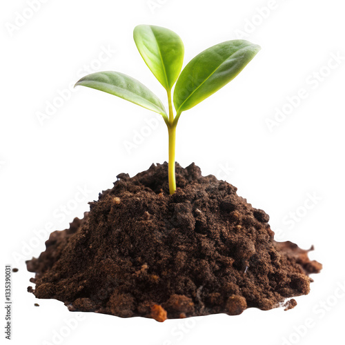 Wallpaper Mural A thriving green seedling emerges from rich, dark soil, symbolizing growth and renewal. Torontodigital.ca