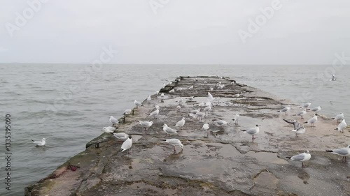 Seagull birds walking on concrete pier in sea on a cloudy day