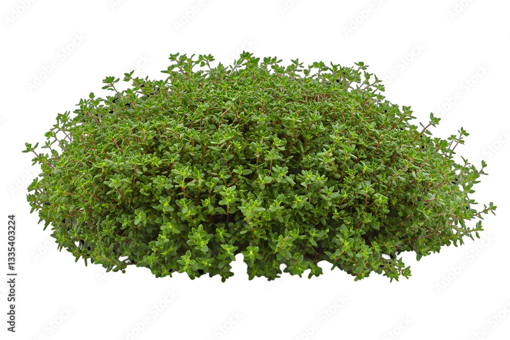 Fototapeta premium Dense Cluster Of Thyme Herb