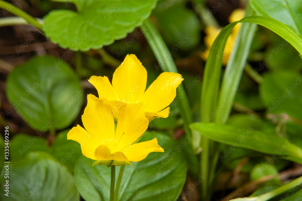Fototapeta premium small yellow flowers