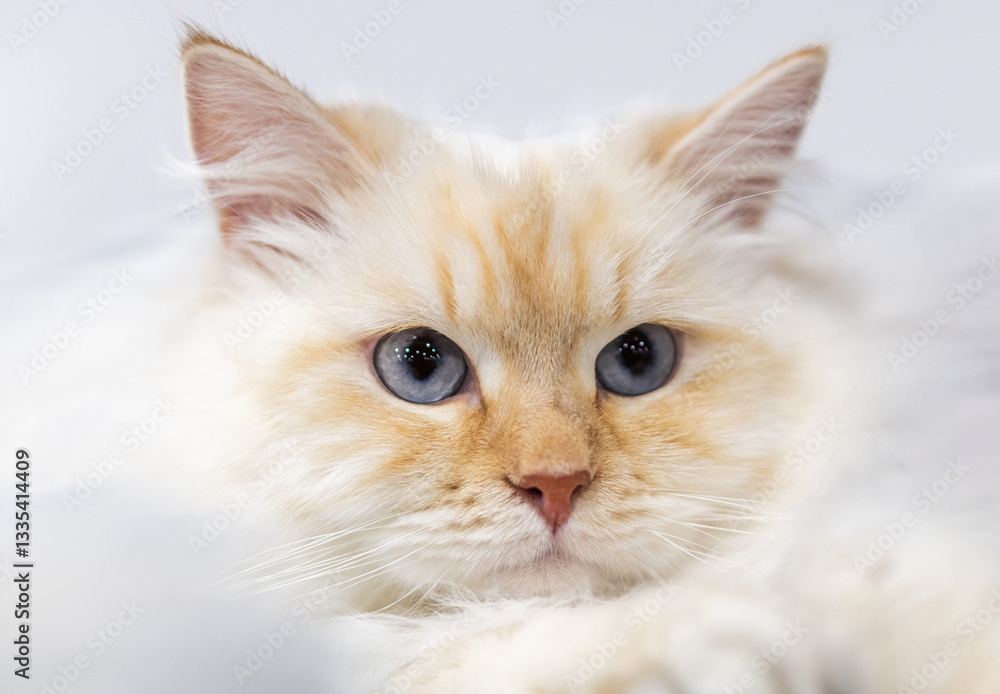 A fluffy cat with light orange and white fur gazes with bright blue eyes. The background is soft and indistinct, giving a warm, inviting feel to the setting. A fluffy cat with light orange and white fur gazes with bright blue eyes. The background is soft and indistinct, giving a warm, inviting feel to the setting.