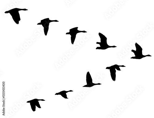 Silhouette of a flock of geese flying in a wedge on a transparent background. Black and white illustration symbolising the migration of birds and unity with nature. Symbol of spring. Hunting season