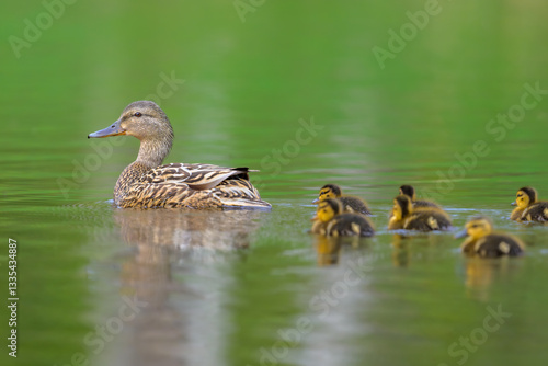 Mallard duck mom swimming with baby ducklings