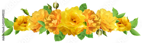 Yellow rose flowers isolated on transparent background
