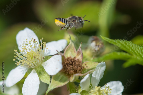Silvery Leafcutter Bee (Megachile leachella) male in flight with Blackberry (Rubus fruticosus) in the dunes
