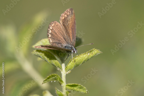 Chalkhill Blue (Lysandra coridon) female resting on leaf