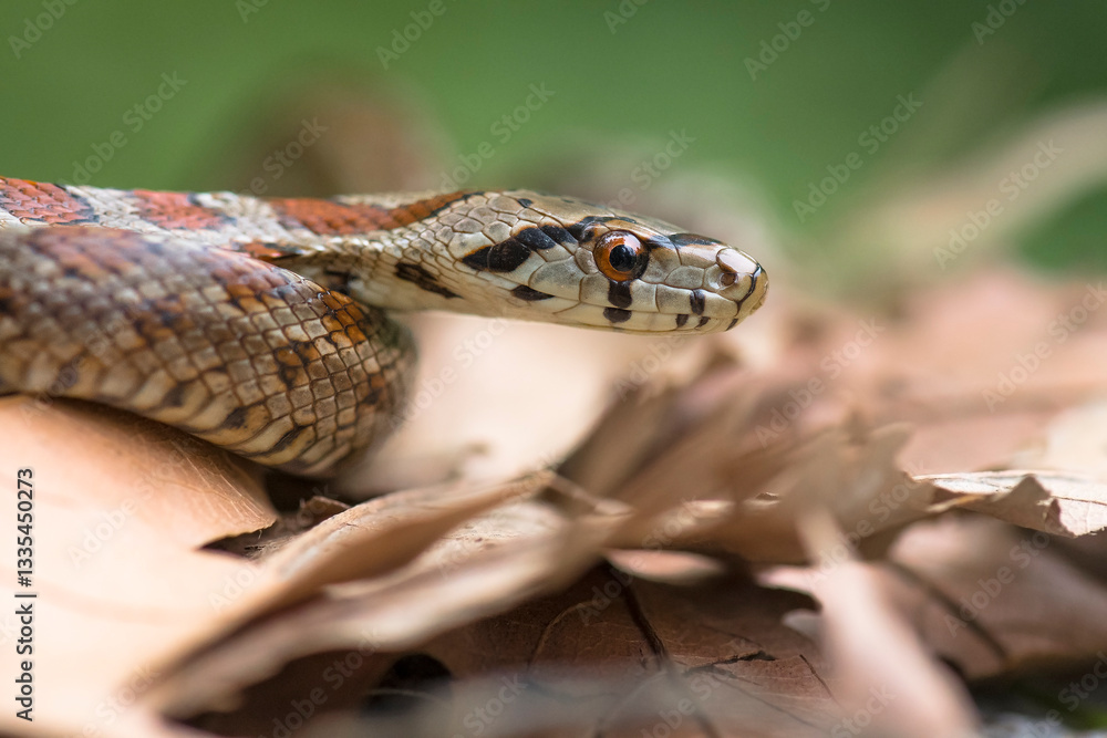 Fototapeta premium Portrait of a Leopard Snale (Zamenis situla) on Crete, Greece