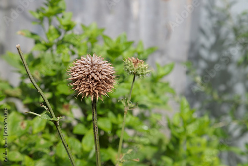 Prickly bulbus plant