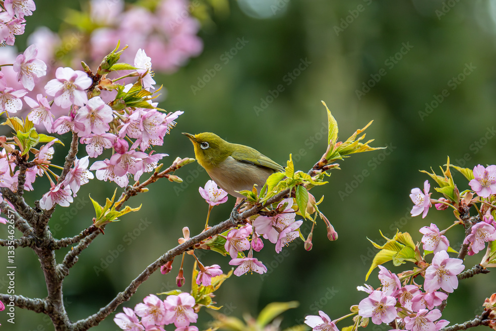 聖崎公園の河津桜とメジロ 聖崎公園の河津桜とメジロ