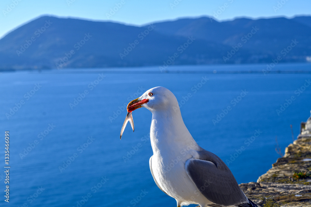 Fototapeta premium Möwen auf der Festung von Lerici, Ligurien (Italien)