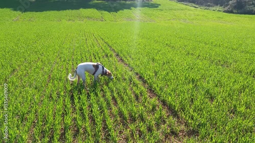 White lurcher dog sniffing in a green field