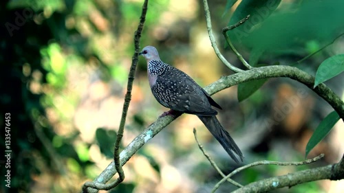 Indian forest pigeon