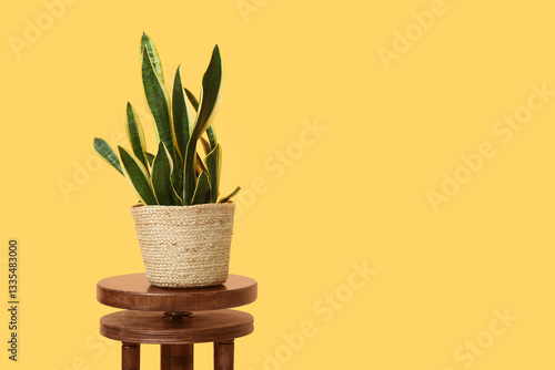 Sansevieria plant in wicker...