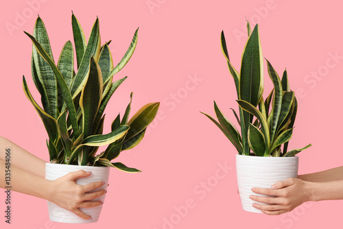 Female hands with sansevier...