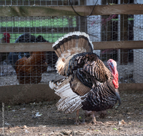 free range turkey