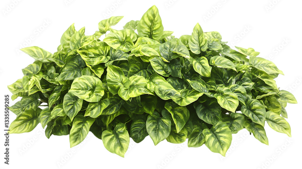 Obraz premium Fresh green basil leaves arranged in bunch perfect for cooking herbs garden freshness food recipe concept or organic culinary ingredient display