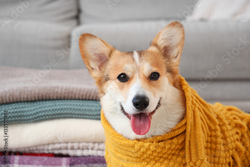 Happy pembroke welsh corgi ...