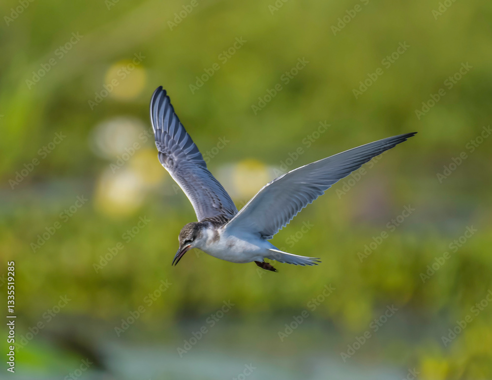 Whiskered tern in mongena dam in Dinokeng game reserve Whiskered tern in mongena dam in Dinokeng game reserve