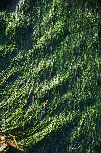 Eel Grass in Tide Pools