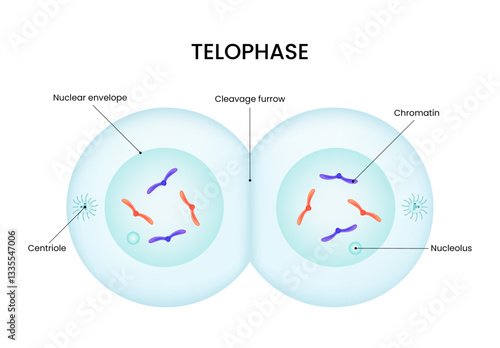 Telophase The Final Stage of Cell Division
