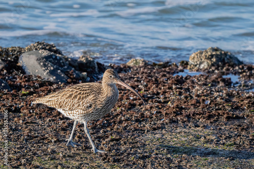 curlew on the beach