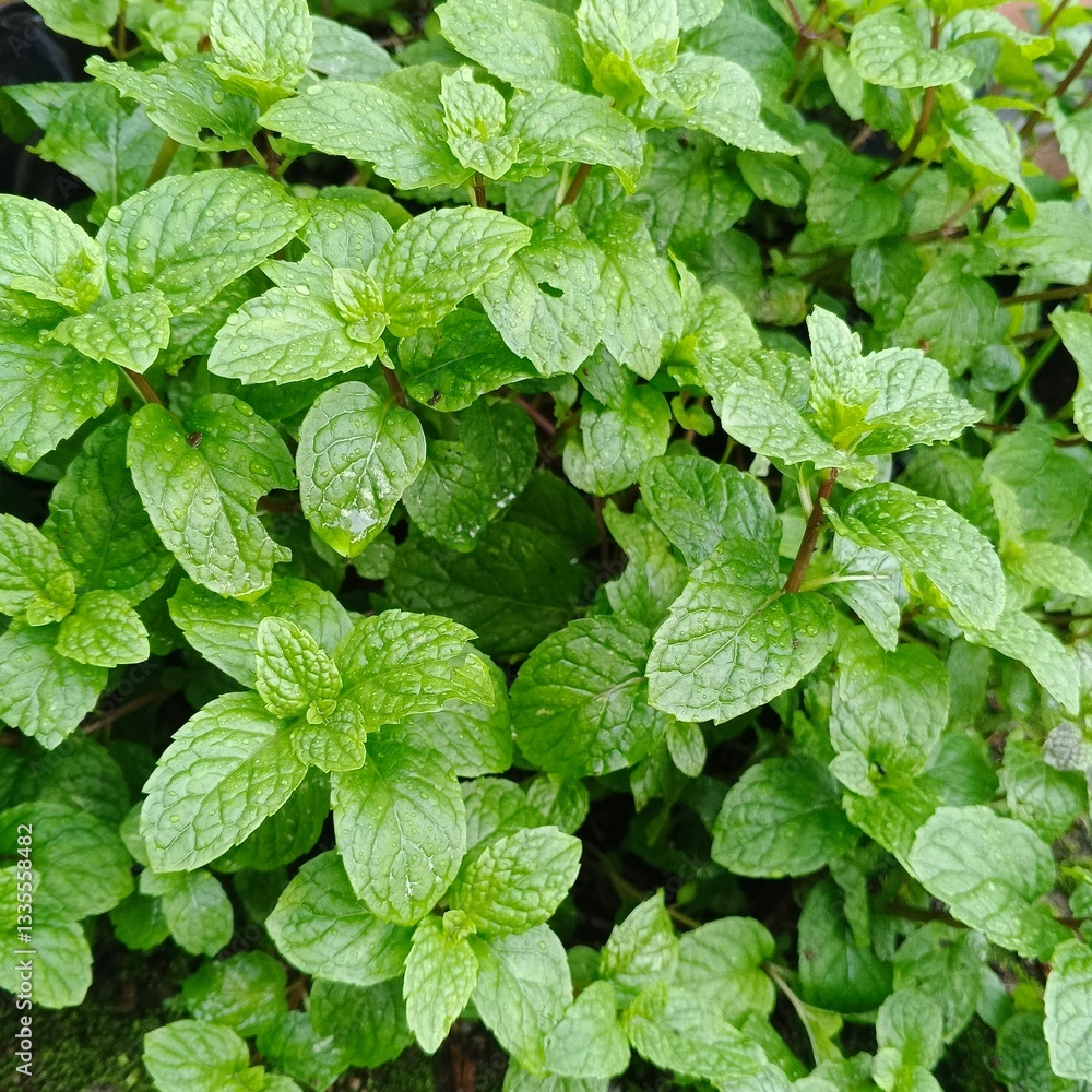 fresh green mint fresh green mint