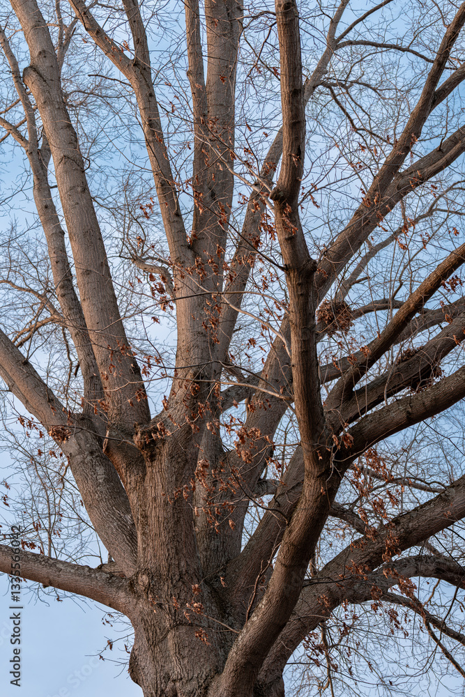 Leafless Tree with Sprawling Branches Against a Clear Blue Sky
