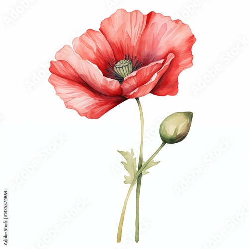 red poppy isolated on white