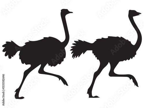 Set of Ostrich Silhouettes Illustration on White Background