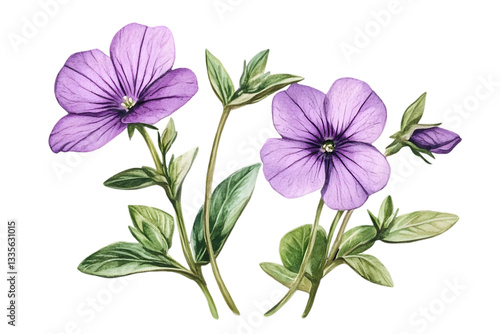 Purple Watercolor Flowers Illustration