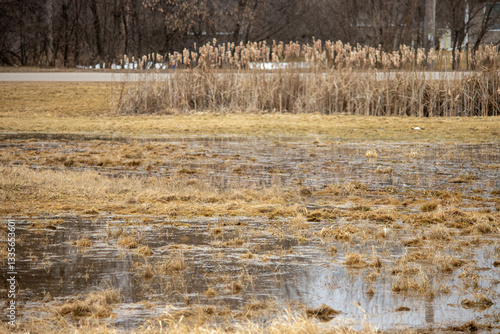 Canvastavla Reeds in the spring with a field of waterlogged grass