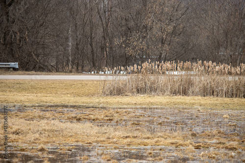 Wallpaper Mural Reeds in a wet meadow Torontodigital.ca
