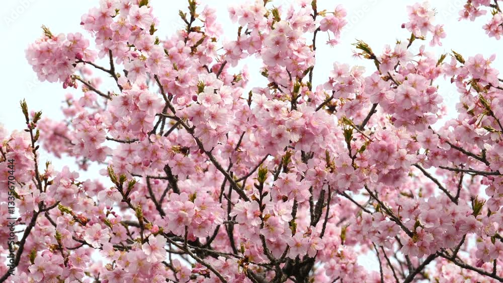 榛の森公園の河津桜_七分咲き_05 / Kawazu cherry blossoms at Harunomori Park, 70% in bloom No.5 榛の森公園の河津桜_七分咲き_05 / Kawazu cherry blossoms at Harunomori Park, 70% in bloom No.5