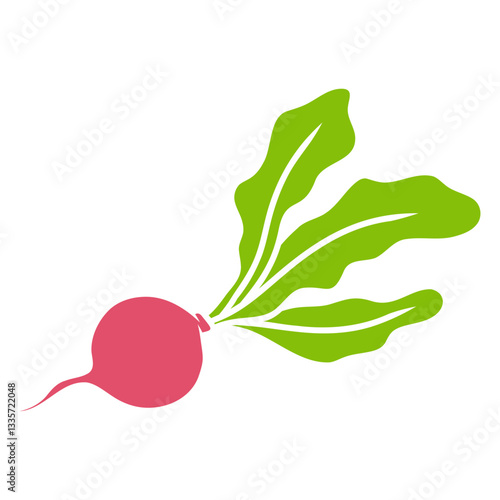 radish beetroot plant illustration